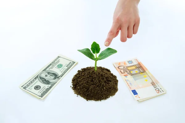 Geld dollars, euro en groene stronk in de grond geïsoleerd — Stockfoto