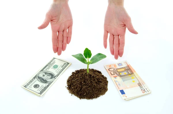 Geld dollars, euro en groene stronk in de grond — Stockfoto