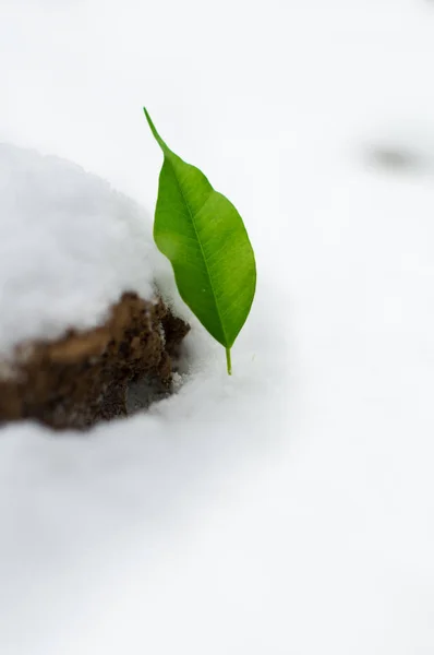 Rostock sobe de debaixo da neve — Fotografia de Stock