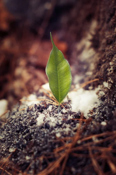 El brote crece en el bosque — Foto de Stock