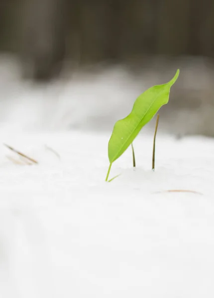 Der Spross bricht durch den winterlichen Schnee lizenzfreie Stockbilder