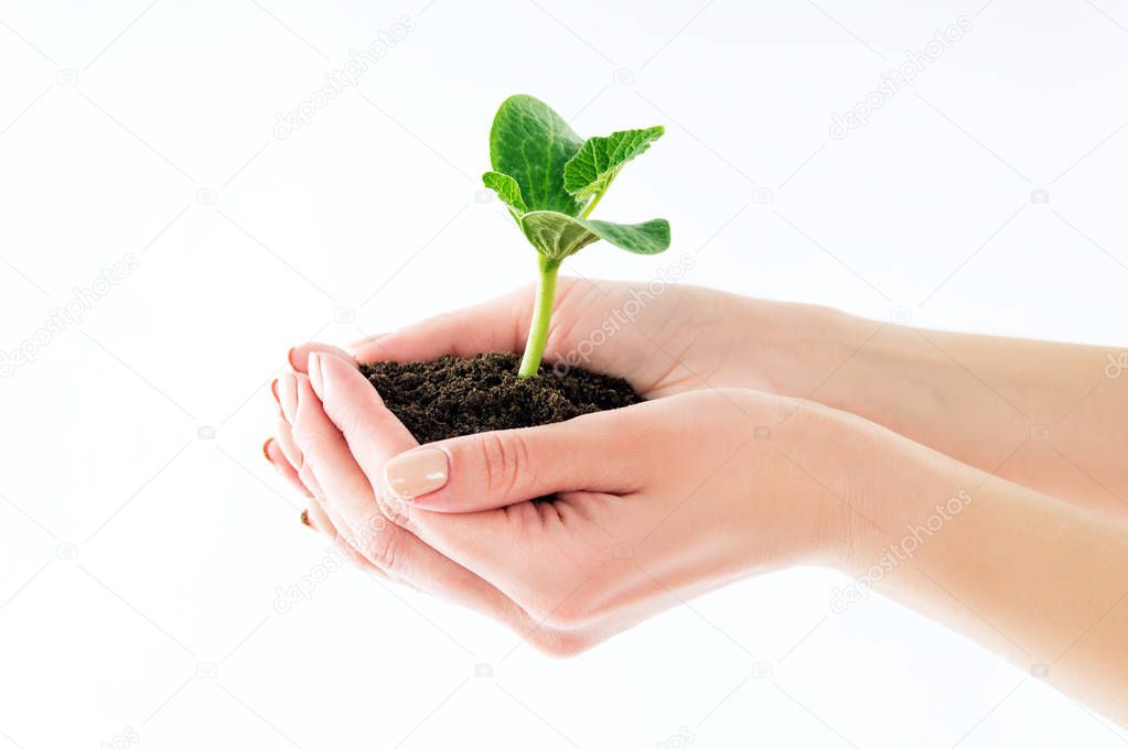 The girl is holding a seedling in the hands