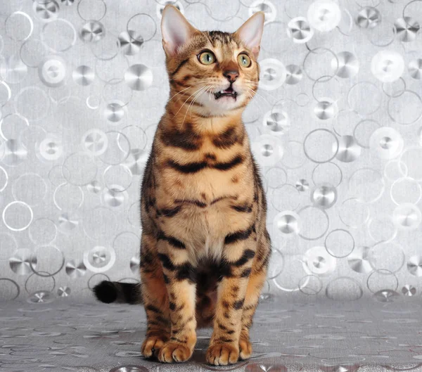 O gato de bengala — Fotografia de Stock