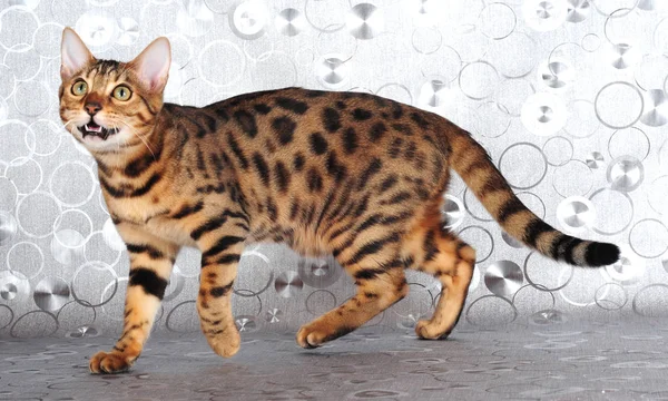 실버 벵갈 고양이 — 스톡 사진