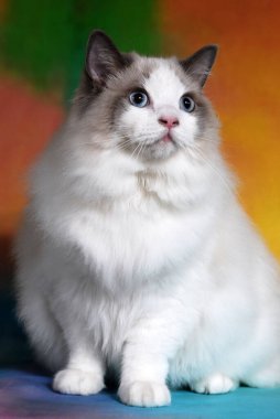 arka planda renk dolu kedi gösterisi