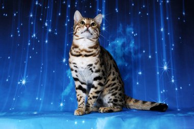 arka planda renk dolu kedi gösterisi