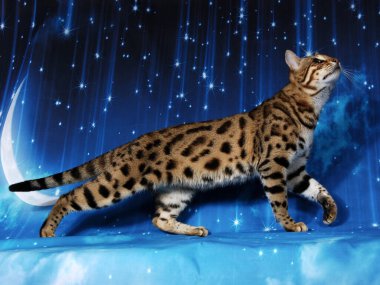 arka planda renk dolu kedi gösterisi