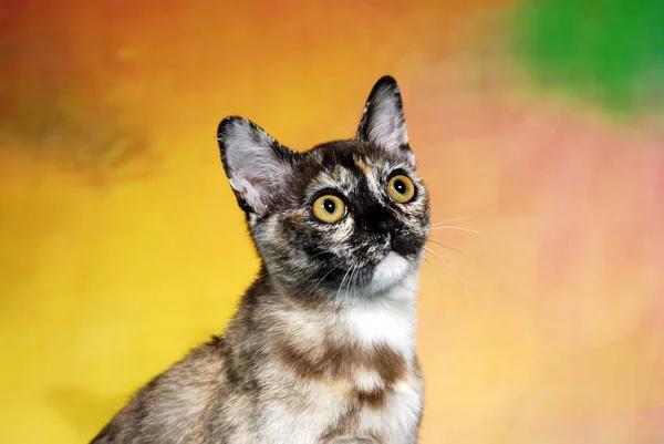 Выставка Кошек Фоне Полной Цвета — стоковое фото