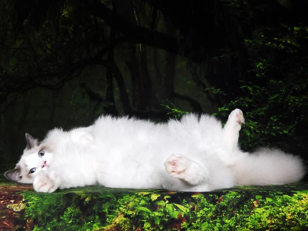 Gatto Mostra Sfondo Pieno Colore — Foto Stock