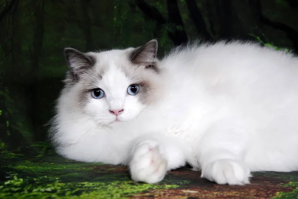 Arka Planda Renk Dolu Kedi Gösterisi — Stok fotoğraf