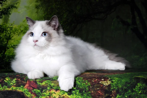 Gatto Mostra Sfondo Pieno Colore — Foto Stock