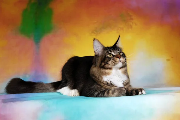 Выставка Кошек Фоне Полной Цвета — стоковое фото