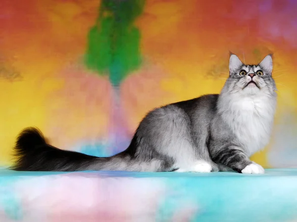 Cat Show Background Full Color — Stock Photo, Image