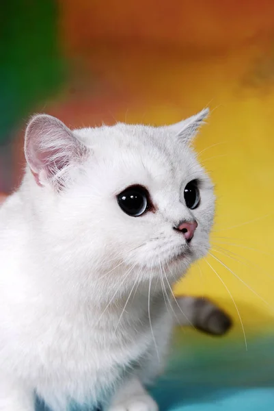 Εμφάνιση Γάτας Φόντο Γεμάτο Χρώμα — Φωτογραφία Αρχείου