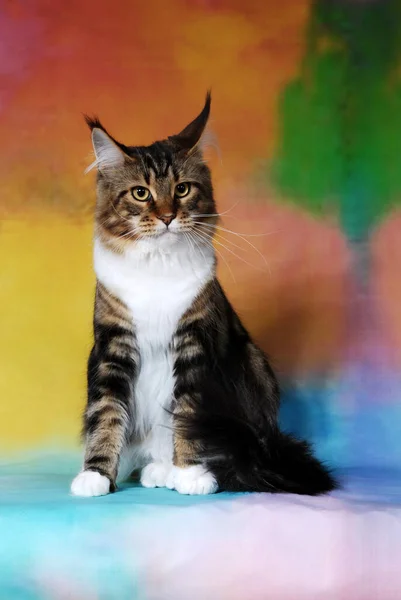 猫的背景图色彩斑斓 免版税图库照片