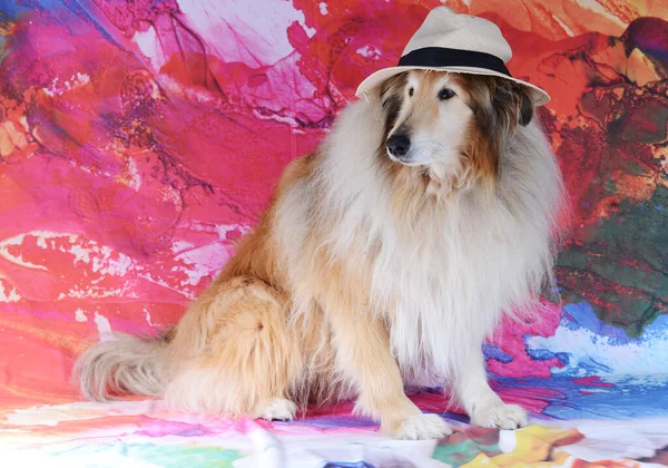Rough collie studio funny pic animal actor glass and hat