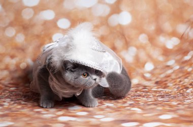 Altın arka planda antik kedi maskesi ve eski şapka