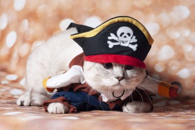 Altın arka planda ve şapkada bir Karayipli kedi korsanı