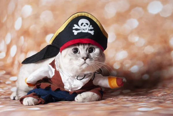 a carribean cat pirate in the gold background and hat