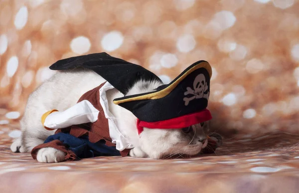 Pirata Gatto Caraibico Sullo Sfondo Oro Cappello — Foto Stock