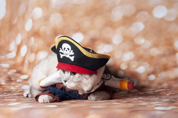 Pirata Gatto Caraibico Sullo Sfondo Oro Cappello — Foto Stock