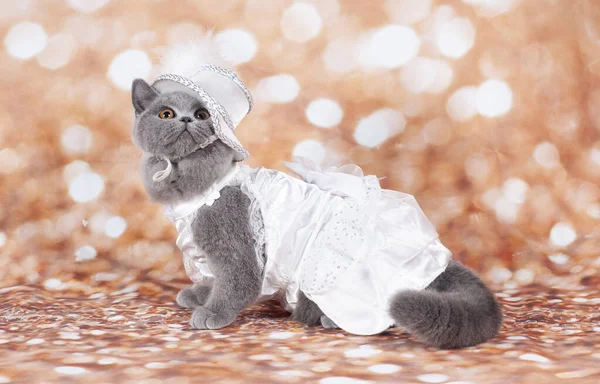 Древняя Кошка Смешная Маска Золотом Фоне Шляпа Старый — стоковое фото