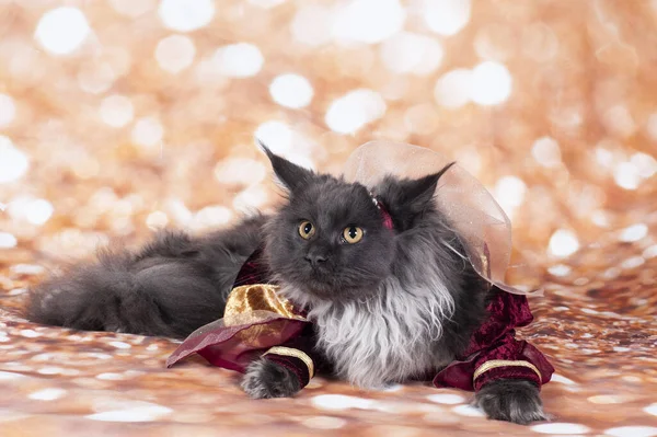 Принцесса Кошка Золотой Bacground Красное Платье Теле — стоковое фото