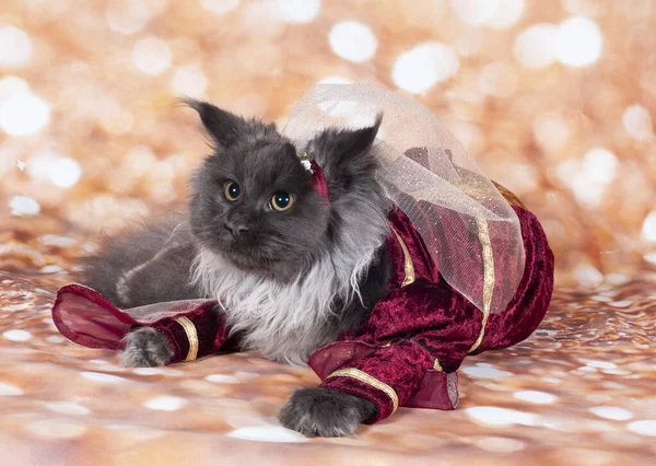 Gato Princesa Bacground Ouro Vestido Vermelho Corpo — Fotografia de Stock