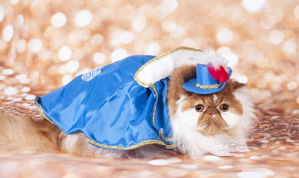 Príncipe Guerrero Persa Vestido Azul Sombrero — Foto de Stock