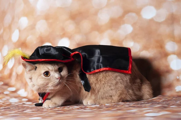 Zorro Маске Кота Золотом Фоне Шляпе — стоковое фото