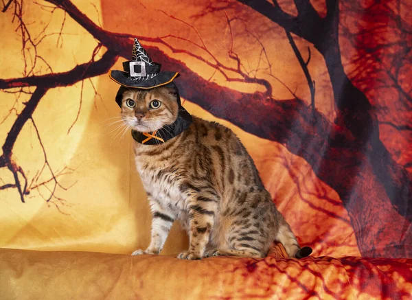 Bengala Gato Halloween Gato Show Fundo Cheio Cor — Fotografia de Stock