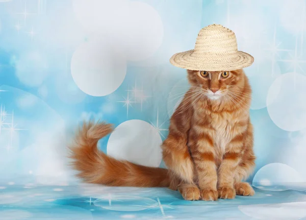 main coon cat with hat at a cat show on background blue bubble