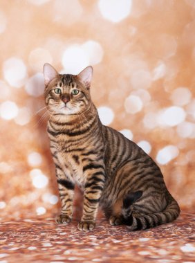 Altın yaldızlı arka planda kedi şovundaki oyuncak kedi.