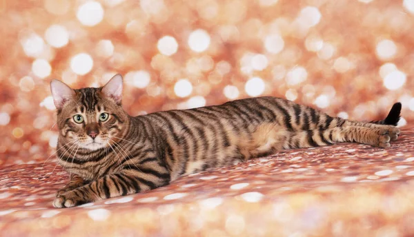 Toyger Gato Show Gato Fundo Brilho Dourado — Fotografia de Stock