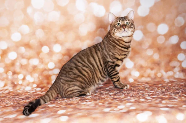 Toyger Gato Show Gato Fundo Brilho Dourado — Fotografia de Stock