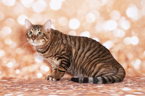 Toyger Kot Wystawie Kotów Złotym Tle Brokatu — Zdjęcie stockowe
