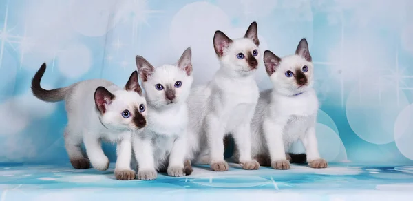 cat show on background full of color