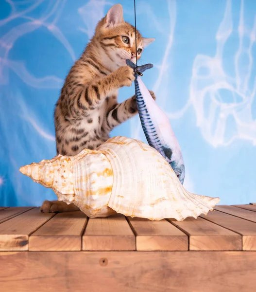 Bengala Gatinho Água Azul Fundo Com Piso Madeira Marrom Manchado — Fotografia de Stock