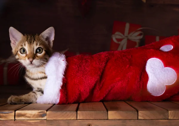 Bengal Kitten Weihnachtszeit Rote Socke Mit Geschenk Backboden — Stockfoto