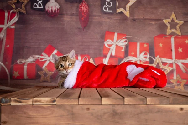 Bengal Kitten Weihnachtszeit Rote Socke Mit Geschenk Backboden — Stockfoto