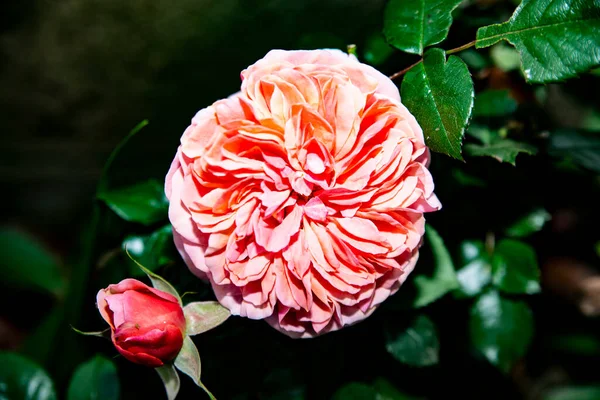 园中的玫瑰质感背景呈粉红色 黄绿相间 — 图库照片