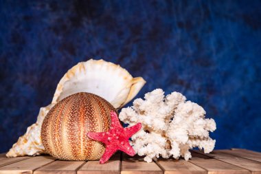 Mercan ve yıldızlı mavi arkaplanlı ağaçlık masada deniz seti