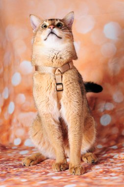 Güzel bir kedi şovunun arka planında nadir bulunan bir chausie kedisi