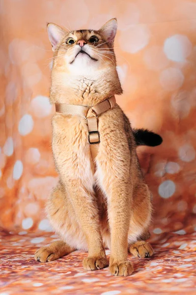 Raro Gato Chausie Fundo Lindo Show Gato Imagens Royalty-Free