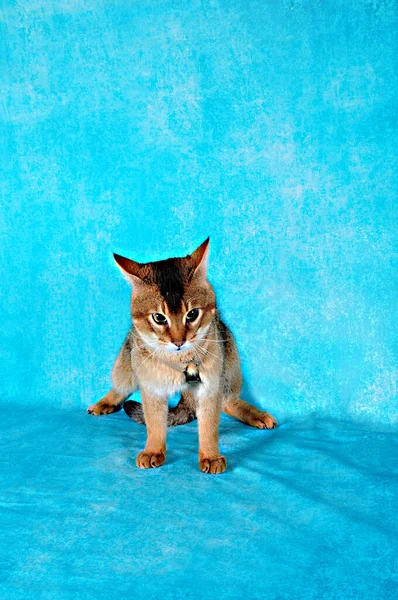 Raro Gato Chausie Fundo Lindo Show Gato — Fotografia de Stock