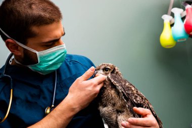 Kuş egzotik veteriner baykuşu ziyaret ediyor yeşil arka plan tüyü kahverengi bebek