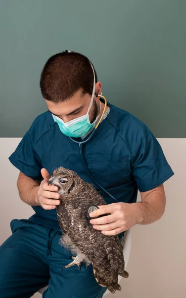 Aviário Exótico Veterinário Visitando Águia Coruja Verde Fundo Penas Marrom — Fotografia de Stock