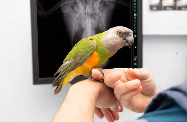 Vet Bird Examination Ray Parrot Vet Clinic — Stock Photo, Image