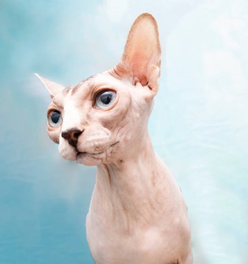 arka planda renk dolu kedi gösterisi