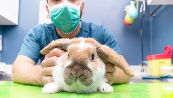 Ветеринарное Кроличье Обследование Животных Ветеринарной Клинике — стоковое фото